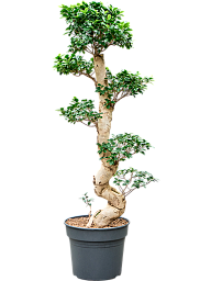 Lush Curtain Fig Ficus microcarpa 'Compacta' Tall Indoor House Plants Trees