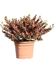 Coprosma repens 'Rainbow Suprise'
