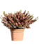 Coprosma repens 'Rainbow Suprise'