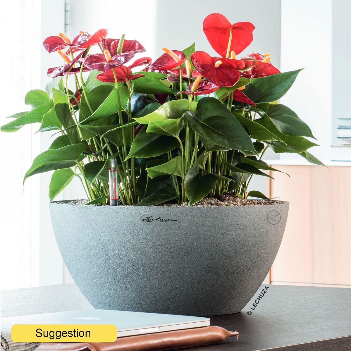 Colorful Flamingo Flower Anthurium Diamond Red Indoor House Plants
