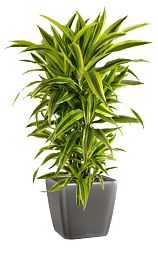 Dracaena Fragrans Lemon Lime in LECHUZA QUADRO LS Self-watering Planter, Total Height 150 cm