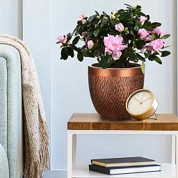 IDEALIST Lite Mesh Style Round Indoor Planter