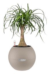 Nolina in LECHUZA-PURO Self-watering Planter, Total Height 45 cm