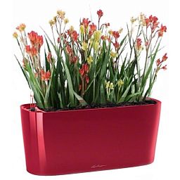 Blooming Anigozanthos (Kangaroo Paw) in LECHUZA DELTA Self-watering Planter, Total Height 45 cm