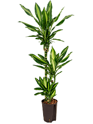 Colorful Corn Plant Dracaena fragrans 'Cintho' Indoor House Plants