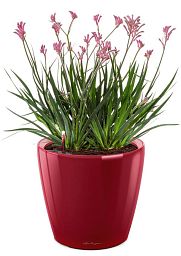 Blooming Anigozanthos (Kangaroo Paw) in LECHUZA CLASSICO LS Self-watering Planter, Total Height 40 c