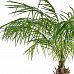 Palm Phoenix Flame Retardant Artificial Tree Plant