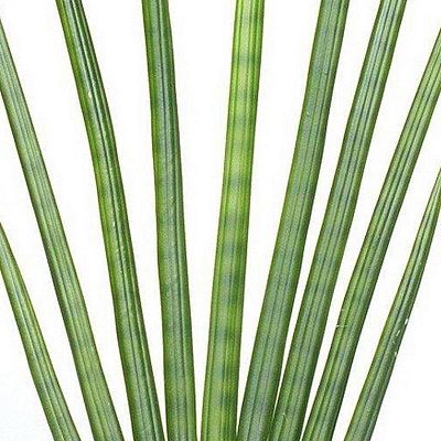 SANSEVIERIA CYLINDRICA Artificial Flower Plant