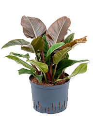 Lush Heart-Leaf Philodendron 'Imperial Red' Indoor House Plants