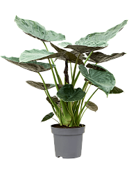Lush Elephant Ear Alocasia Wentii Indoor House Plants