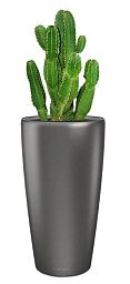 Euphorbia Ingens (Candelabra Tree) in LECHUZA RONDO Self-watering Planter, Total Height 125 cm
