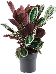 Showy Pin-Stripe Calathea 'Marion' Indoor House Plants Showy Pin-Stripe Calathea 'Marion' Indoor House Plants