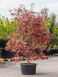 Lush Japanese Maple Acer Palmatum 'Bloodgood' (90-120)