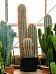 Majestic Pasacana Tree Cactus Trichocereus pasacana Indoor House Plants