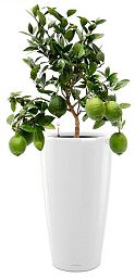 Citrofortunella Volcano Lemon in LECHUZA RONDO Self-watering Planter, Total Height 100 cm