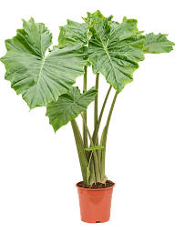 Easy-Care Elephant Ear Alocasia 'Portodora' Indoor House Plants