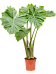 Easy-Care Elephant Ear Alocasia 'Portodora' Indoor House Plants