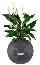 Blooming Spathiphyllum in LECHUZA-PURO Self-watering Planter, Total Height 45 cm