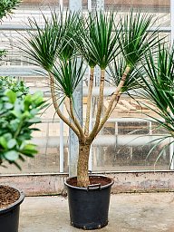 Easy-Care Dragon Tree Dracaena draco (200/250) Tall Indoor House Plants Trees