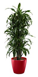 Dracaena Fragrans Arturo in LECHUZA CLASSICO LS 43 Self-watering Planter, Total Height 150 cm