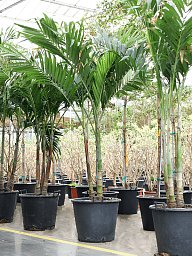 Lush Manila Palm Veitchia (Adonidia) merrillii (575-650) Indoor House Plants