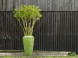 Ceramic Lime Round Tall Glossy Planter Pot In/Out