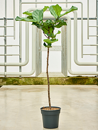 Lush Fiddle Leaf Fig Ficus lyrata Indoor House Plants