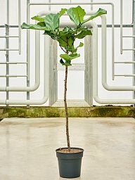 Lush Fiddle Leaf Fig Ficus lyrata Indoor House Plants