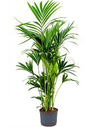 Lush Sentry Palm Kentia (Howea) forsteriana Indoor House Plants