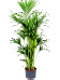 Lush Sentry Palm Kentia (Howea) forsteriana Indoor House Plants
