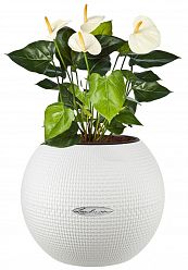 Blooming Anthurium Andraeanum in LECHUZA-PURO Self-watering Planter, Total Height 40 cm