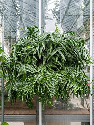 Easy-Care Kangaroo Foot Fern Microsorum diversifolium xxl Indoor House Plants