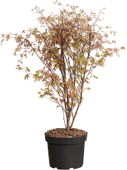 Lush Japanese Maple Acer Palmatum 'Atropurpureum' (90-110) Outdoor Plants