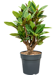 Colorful Croton (Codiaeum) variegatum 'Petra' Indoor House Plants