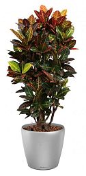 Codiaeum Petra in LECHUZA CLASSICO LS Self-watering Planter, Total Height 120 cm