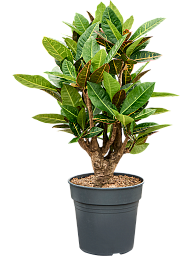 Colorful Croton (Codiaeum) variegatum 'Petra' Indoor House Plants