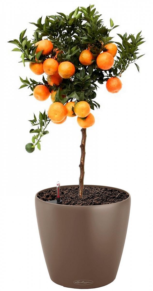 Tangerine Tree in LECHUZA CLASSICO Color Self-watering Planter, Total Height 85 cm
