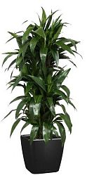 Dracaena Fragrans Janet Greig in LECHUZA QUADRO LS Self-watering Planter, Total Height 130 cm