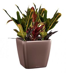 Codiaeum in LECHUZA QUADRO LS Self-watering Planter, Total Height 60 cm