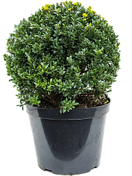 Cute Japanese Holly Ilex crenata 'Maxima'