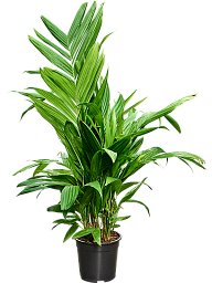 Areca triandra