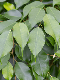 Lush Weeping Fig Ficus benjamina 'Danielle' Indoor House Plants