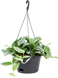Lush Heart-Leaf Philodendron 'Metal Green' Indoor House Plants