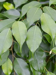 Lush Weeping Fig Ficus benjamina 'Danielle' Indoor House Plants