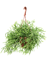 Cheerful Mistletoe Cactus Rhipsalis heteroclada Indoor House Plants
