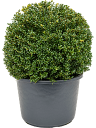 Cute Japanese Holly Ilex crenata 'Convexa'