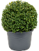 Cute Japanese Holly Ilex crenata 'Convexa'
