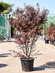 Colorful Japanese Maple Acer pal. 'Skeeter's Broom' (180-220) Outdoor Plants