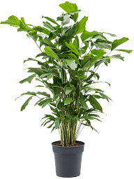 Lush Fishtail Palm Caryota mitis (650-725) Indoor House Plants