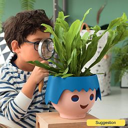 Lush Staghorn Fern Platycerium bifurcatum Indoor House Plants